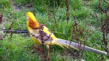 Altın sülün veya Çince sülün (Chrysolophus pictus) olduğunu gamebird siparişinin Tavuksular (gallinaceous kuşlar) ve aile sülüngiller (sülün). Antik Yunan khrusolophos cins adıdır