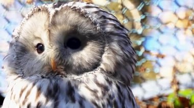Ural baykuş (Strix uralensis) cins Strix, gece baykuş orta ölçekli ile Avrupa ve Kuzey Asya'bulundu 15 alt türü kalmıştır.