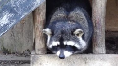 Rakun rakun, olarak da bilinen Kuzey Amerika ortak veya Kuzey rakun, bazen yazıldığından (Procyon lotor), Kuzey Amerika için yerel bir orta ölçekli memeli olduğu.