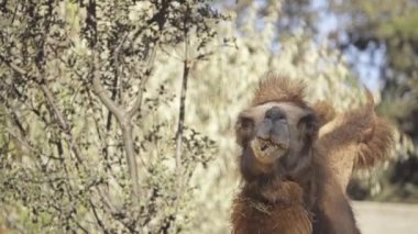 Bactrian deve (Camelus bactrianus) Orta Asya bozkırlarında için büyük, hatta parmaklı ungulate yerel bir. Bactrian deve aksine tek seviştiği dromedary deve sırtında iki humps vardır.