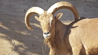Berberi koyunu (Ammotragus lervia) caprid (keçi-antilop) yerli rocky Dağları Kuzey Afrika'da türüdür. Bu da aoudad, waddan, aroui ve arruis denir.