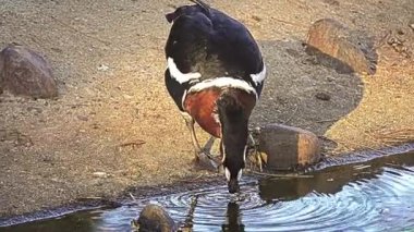Kırmızı göğüslü kaz (Branta ruficollis) parlak tür cins Branta Eurasia dan kaz işaretlenir.