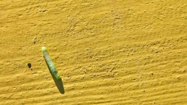 Yeşil tırtıl kelebek Noctuidae. Noctuidae, owlet pervane, cutworms veya armyworms, süper Noctuoidea en tartışmalı ailedir.