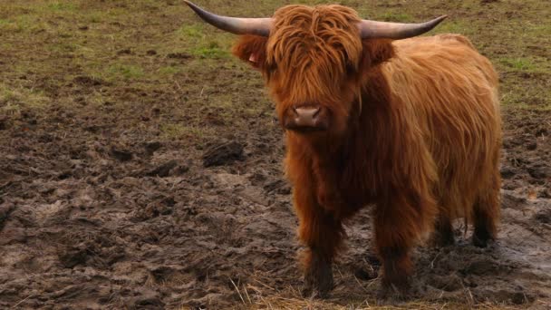 Highland cattle are Scottish cattle breed. They have long horns and long wavy coats that are coloured black, brindle, red, yellow, white, silver or dun, and they are raised primarily for their meat. — Stock Video