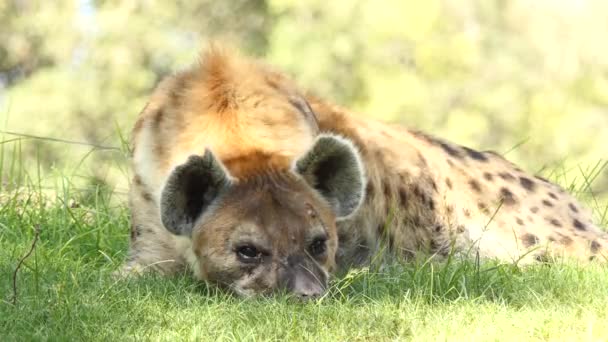 La hiena manchada (Crocuta crocuta), hiena riente, es una especie de hiena, único miembro del género Crocuta, nativa del África subsahariana. Es el mayor miembro conocido de Hyaenidae . — Vídeo de stock