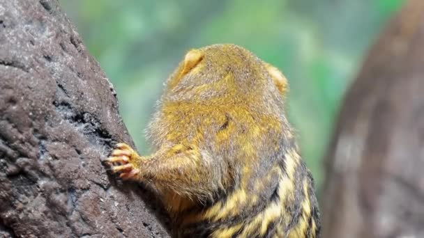 Küçük familyasına ait yeni dünya maymun Batı Amazon Havzası Güney Amerika yağmur ormanları için yerel bir cüce marmoset (Cebuella pygmaea). — Stok video