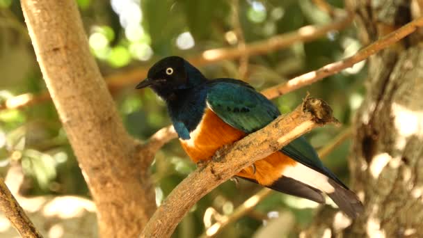 Superb starling (Lamprotornis superbus) is member of starling family of birds. It was formerly known as Spreo superbus. — Stock Video