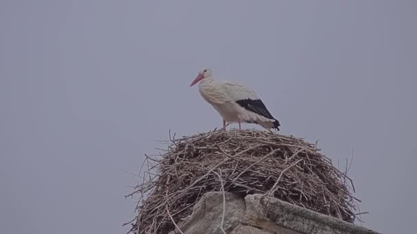 Witte ooievaars zitten in nest dat op hoge boom, tegen een blauwe hemel — Stockvideo