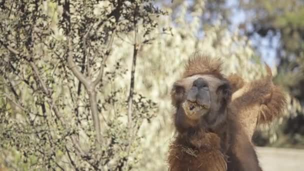 Двогорбий верблюд (Camelus bactrianus) є великими, парнокопитні ungulate в рідні степів Центральної Азії. Двогорбий верблюд має два горби на спині, на відміну від одного горбаті dromedary верблюд. — стокове відео