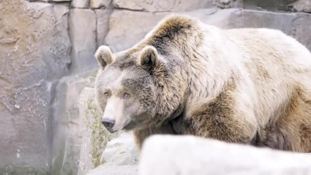 Бурый медведь (Ursus arctos) - медведь, обитающий на большей части северной Евразии и Северной Америки. . — стоковое видео