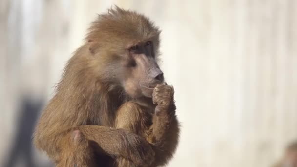 Бабуины - это обезьяны Старого Света, принадлежащие к роду Papio, часть подсемейства Cercopithecinae, которые обитают в очень специфических районах Африки и Аравийского полуострова. . — стоковое видео