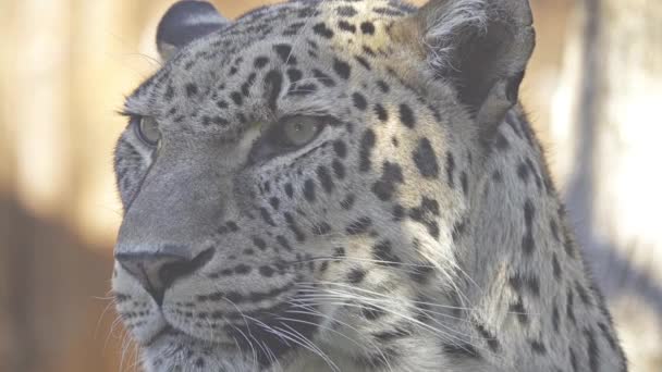 Leopard (Panthera pardus) является одним из пяти видов рода Panthera, входящих в семейство Felidae. Леопард встречается в широком диапазоне в Африке к югу от Сахары и некоторых частях Азии . — стоковое видео