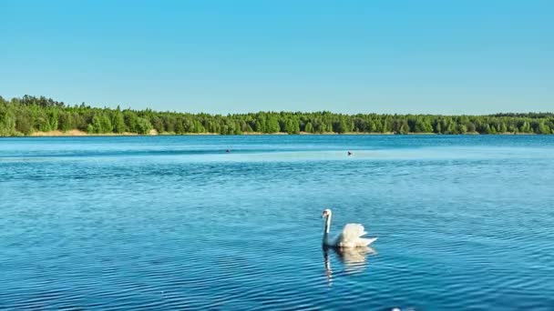 Witte zwaan zwemt langs de grote meer, omgeven door hoge bossen. — Stockvideo