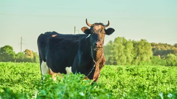 Zwarte koe grazen op de weide met groen gras in de buurt van dorp. — Stockvideo