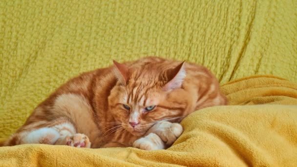 Timelapse Red-haired fat cat is resting on cozy soft bed. — Stock Video