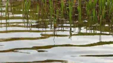 Kumarhaneyi sazlık gelen dalgalar ile.