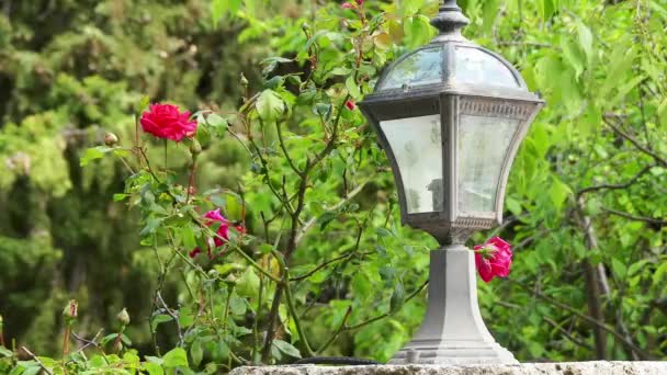 Hermosa Linterna Que Encuentra Parque Ciudad Con Rosas Flor — Vídeo de stock