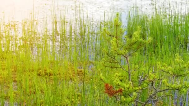 Panorama bagien pola w Viru Raba w Lahemaa, Estonia. — Wideo stockowe