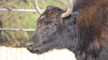 Vahşi yak (Bos mutus) büyük vahşi Boynuzlugiller Himalaya'dan yerli olduğunu. Yerli yak (Bos grunniens atası olduğunu).