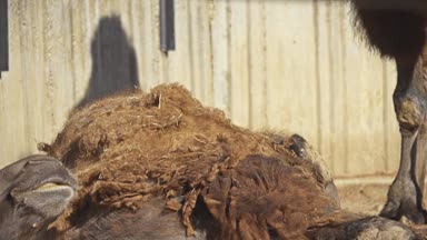 Avrasya magpies et karın hasta iki seviştiği deve cüce. Bactrian deve (Camelus bactrianus) Orta Asya bozkırlarında için büyük, hatta parmaklı ungulate yerel bir.