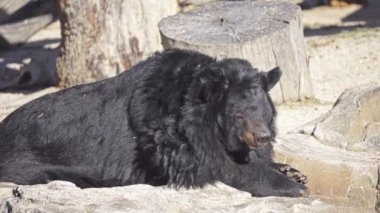Amerikan kara ayısı (Ursus americanus) orta ölçekli için Kuzey Amerika yerli ayıdır. Bu kıtanın en küçük ve en yaygın olarak dağıtılmış ayı türler var. Siyah ayılar omnivores vardır.