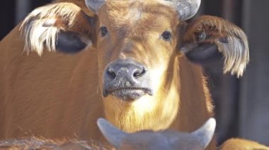 Afrika orman buffalo (Syncerus caffer nanus), Kongo buffalo, Afrika manda en küçük alt türü olduğunu. Orta ve Batı Afrika'nın yağmur ormanlarında olduğunu.