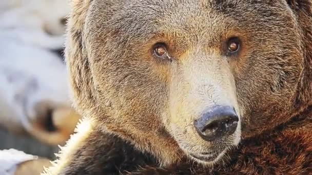 Niedźwiedź Brunatny Ursus Arctos Jest Niedźwiedź Który Znajduje Się Dużej — Wideo stockowe