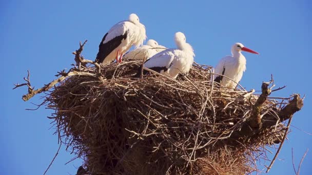 Weißstörche Sitzen Nest Auf Einem Hohen Baum Vor Blauem Himmel — Stockvideo