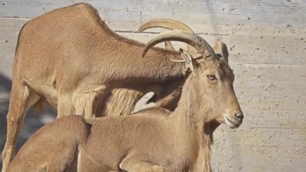 Barbary Schapen Ammotragus Lervia Soort Van Caprid Geit Antilope Inheems — Stockvideo