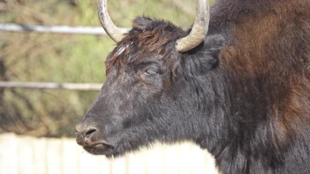 Yak Sauvage Bos Mutus Est Grand Boeuf Sauvage Originaire Himalaya — Video