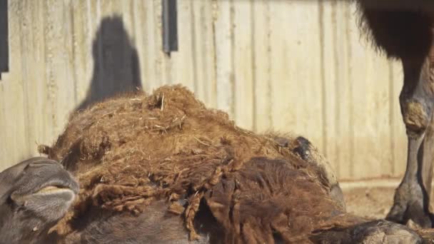 Urracas euroasiáticas picotean carne del vientre de camello enfermo de dos jorobas. El camello bactriano (Camelus bactrianus) es un ungulado grande, de dedos pares, nativo de las estepas de Asia Central. . — Vídeo de stock