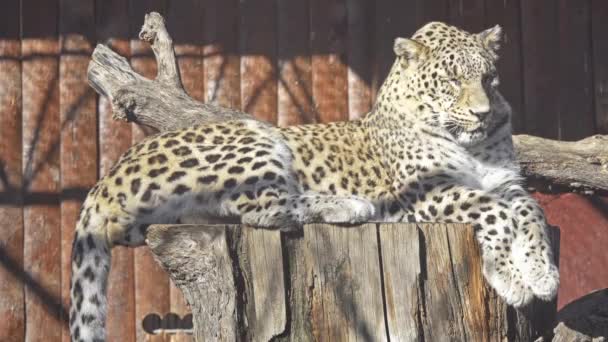 Leopard (Panthera pardus) является одним из пяти видов рода Panthera, входящих в семейство Felidae. Леопард встречается в широком диапазоне в Африке к югу от Сахары и некоторых частях Азии . — стоковое видео