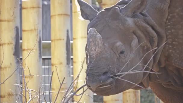 Rhinoceros eat branch in small zoo. — Stock Video