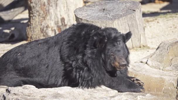El oso negro americano (Ursus americanus) es un oso de tamaño mediano nativo de América del Norte. Es la especie de oso más pequeña y distribuida del continente. Los osos negros son omnívoros . — Vídeos de Stock