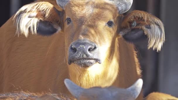 Afrikanska skogen buffalo (Syncerus caffer nanus), Kongo buffel, är minsta underart av Afrikansk buffel. Det är i regnskogen i centrala och västra Afrika. — Stockvideo