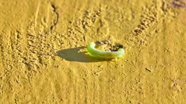 Yeşil tırtıl kelebek Noctuidae. Noctuidae, owlet pervane, cutworms veya armyworms, süper Noctuoidea en tartışmalı ailedir.