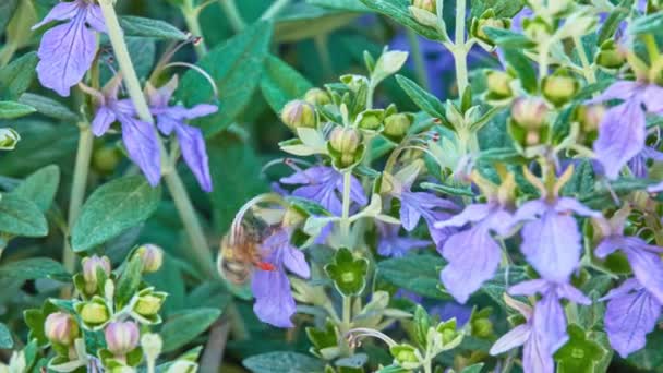 大規模なバンブルビーが青色の花弁を持つ花から蜜を収集します。. — ストック動画