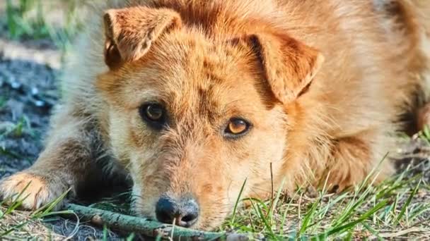 Zotteliger roter Hund sitzt auf einer Kette und ist traurig. — Stockvideo