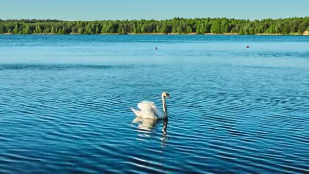 ホワイト スワンが高い森林に囲まれた大きな湖に沿って泳ぐ. — ストック動画