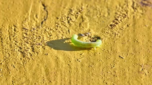 Зеленая Гусеница бабочек Noctuidae. Noctuidae, совиные мотыльки, колючие черви или черви, является наиболее спорным семейством в надсемействе Noctuoidea . — стоковое видео