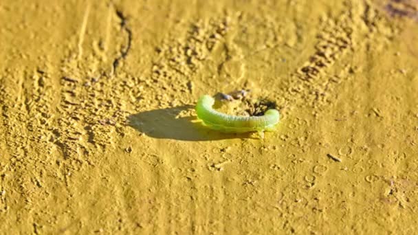 Bruco verde di farfalla Noctuidae. Noctuidae, falene gufo, cutworm o armyworms, è la famiglia più controversa nella superfamiglia Noctuoidea . — Video Stock