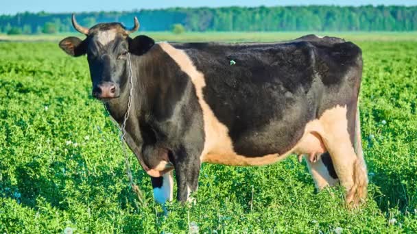 Legeltetés legelő, zöld fű, falu közelében fekete tehén. — Stock videók