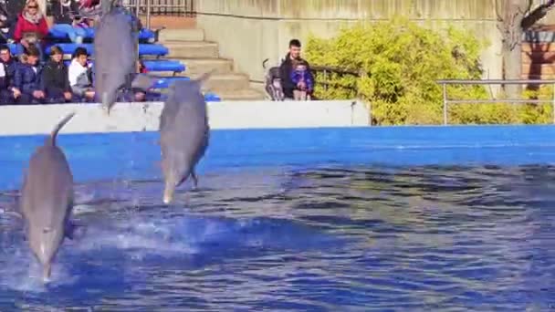 MADRID, ESPAÑA - 12 DE DICIEMBRE DE 2017: Representación con delfines en el Zoo Aguarium . — Vídeos de Stock