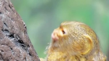 Küçük familyasına ait yeni dünya maymun Batı Amazon Havzası Güney Amerika yağmur ormanları için yerel bir cüce marmoset (Cebuella pygmaea).