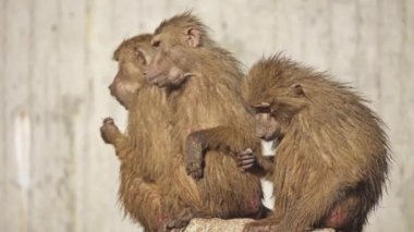 Babunlar, Afrika 'nın belirli bölgelerinde ve Arap Yarımadası' nda doğal olarak bulunan Cercopithecinae alt familyasının bir parçası olan Papio cinsine ait Eski Dünya maymunlarıdır..