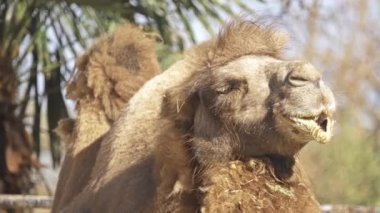 Bactrian deve (Camelus bactrianus) Orta Asya bozkırlarında için büyük, hatta parmaklı ungulate yerel bir. Bactrian deve aksine tek seviştiği dromedary deve sırtında iki humps vardır.