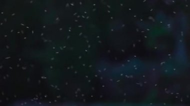 Sivrisinekler sinek günbatımı zemin Güney İtalyan City karşı.