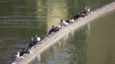 Büyük siyah karabatak (Phalacrocorax carbo) yaygın deniz kuşları karabatak ailesi üyesidir.