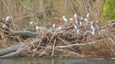 Büyük ak balıkçıl (Ardea alba), beyaz ak balıkçıl veya balıkçıl büyük, yaygın Asya, Afrika, Amerika ve Güney Avrupa'da bulunan dört alt türü ile ak balıkçıl, dağıtılan.