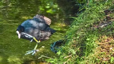 Avrasya Sakarmeke (Fulica atra), ortak coot, demiryolu üyesidir ve sutavuğu Aile, Rallidae kuş. Avrupa, Asya, Avustralya ve taksimat-in Afrika bulundu.